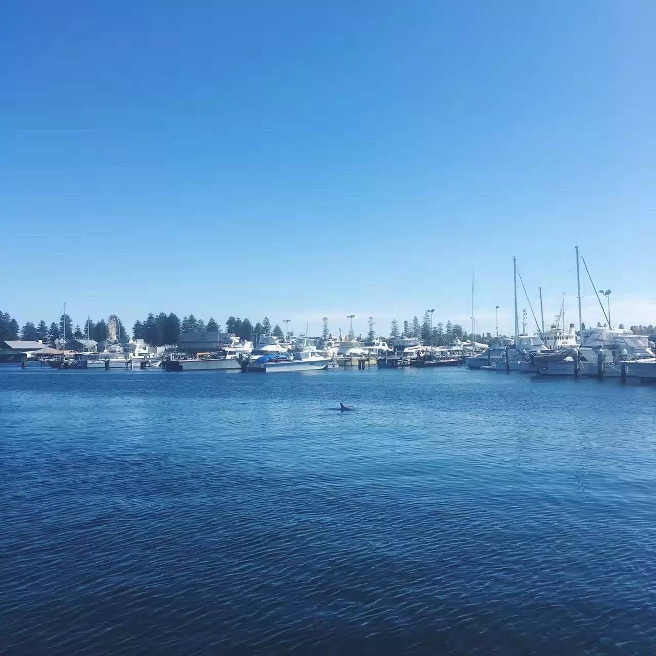 澳洲龙虾怎样捕,澳洲淡水龙虾抓虾方法