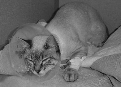 喵的,我都这么痛了!你还看不出来么?!