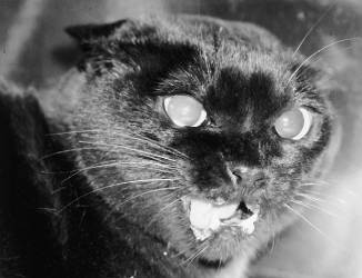 喵的,我都这么痛了!你还看不出来么?!