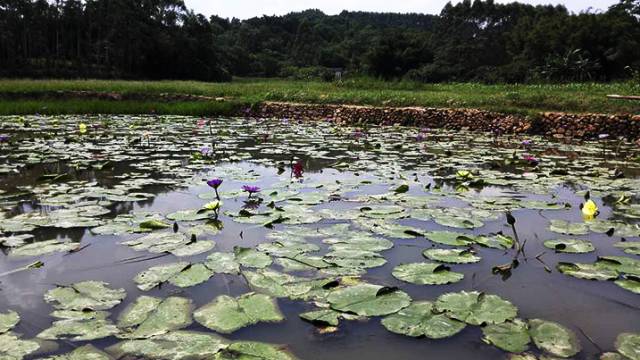 柳州周边好玩的农庄推荐,柳州周边农庄