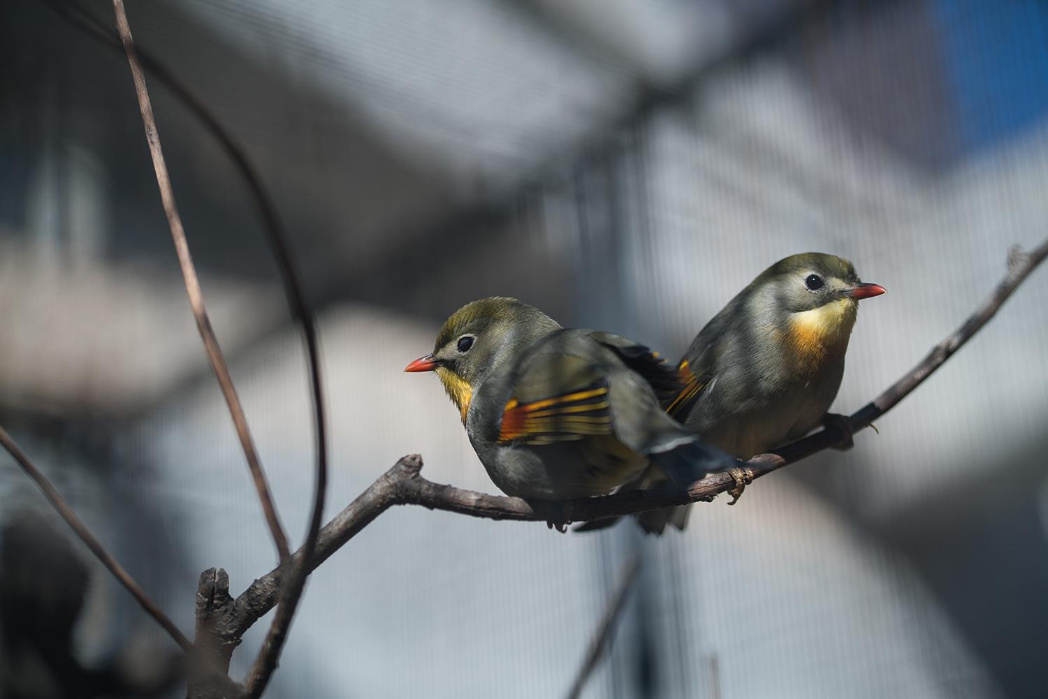 索尼fe85mmf18镜头正式开启预售,索尼fe85mmf1.8风景