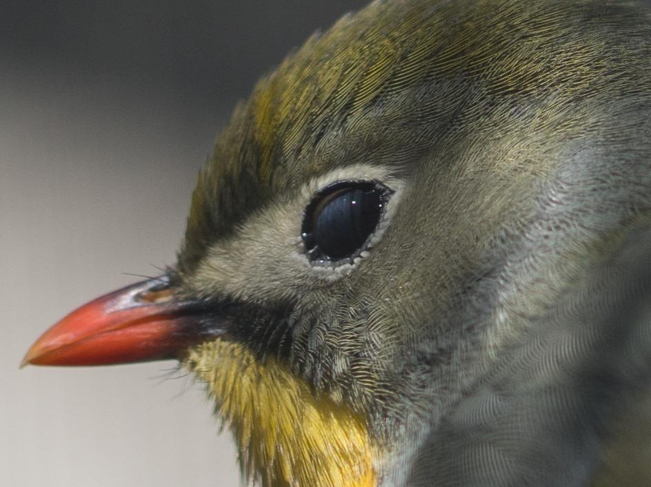 索尼fe85mmf18镜头正式开启预售,索尼fe85mmf1.8风景