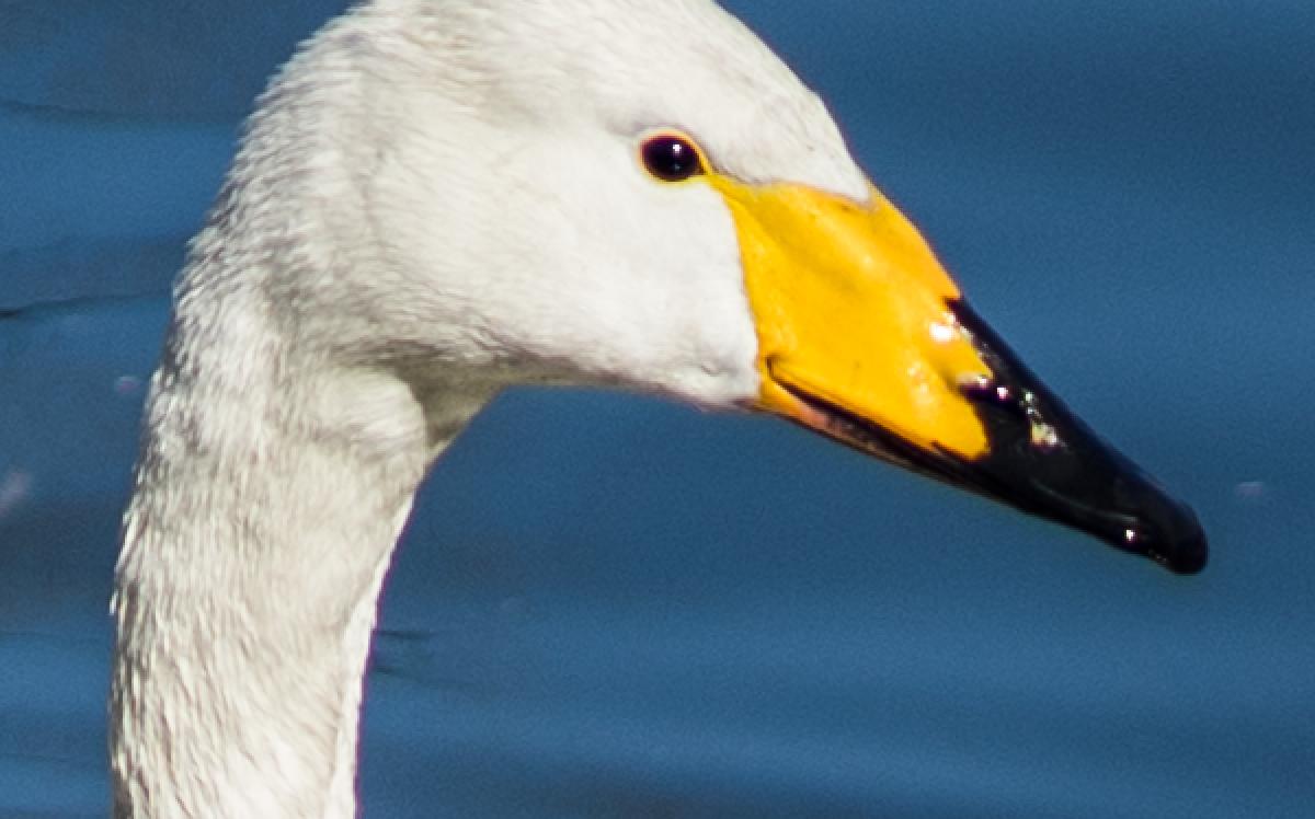 索尼fe85mmf18镜头正式开启预售,索尼fe85mmf1.8风景