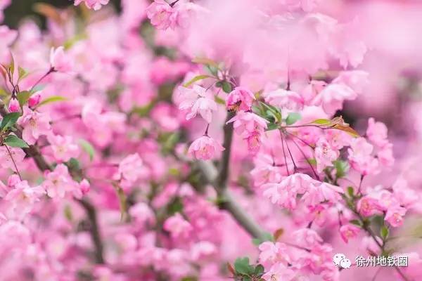 徐州这个村彻底火了，央视一天两次直播！大徐州你咋这么牛