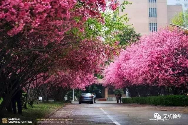 徐州这个村彻底火了，央视一天两次直播！大徐州你咋这么牛