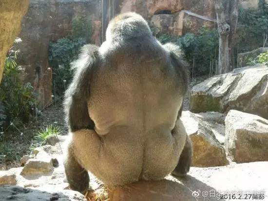 吸毒送外卖，断腿还裸贷……知乎1人分饰244角答题被封