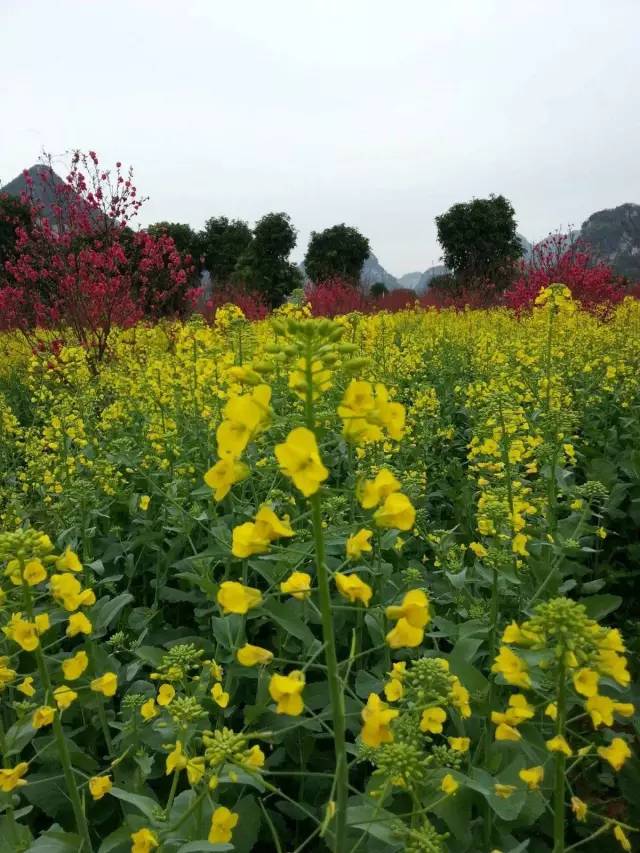 柳州周边好玩的农庄推荐,柳州周边农庄