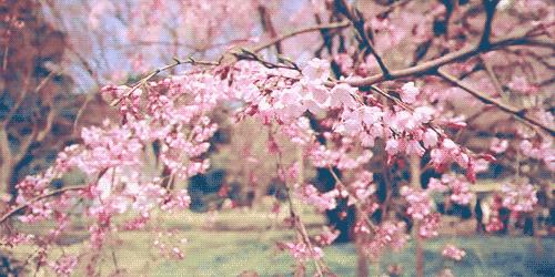 樱花限定款,一起粉出少女味|时令