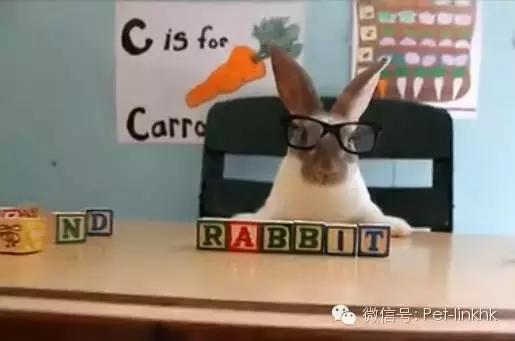 小兔砸月亮,小兔砸崽子