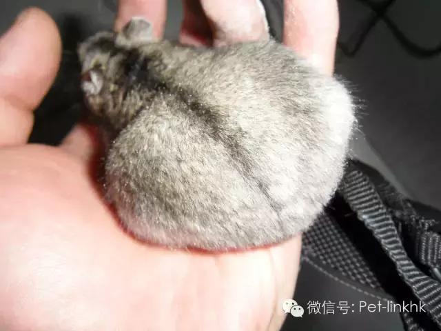 怎么察觉仓鼠怀孕了呢,你怎么知道仓鼠怀孕没