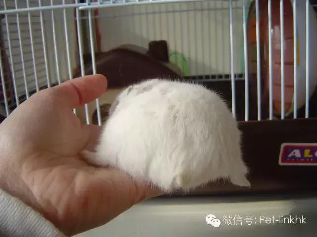 怎么察觉仓鼠怀孕了呢,你怎么知道仓鼠怀孕没