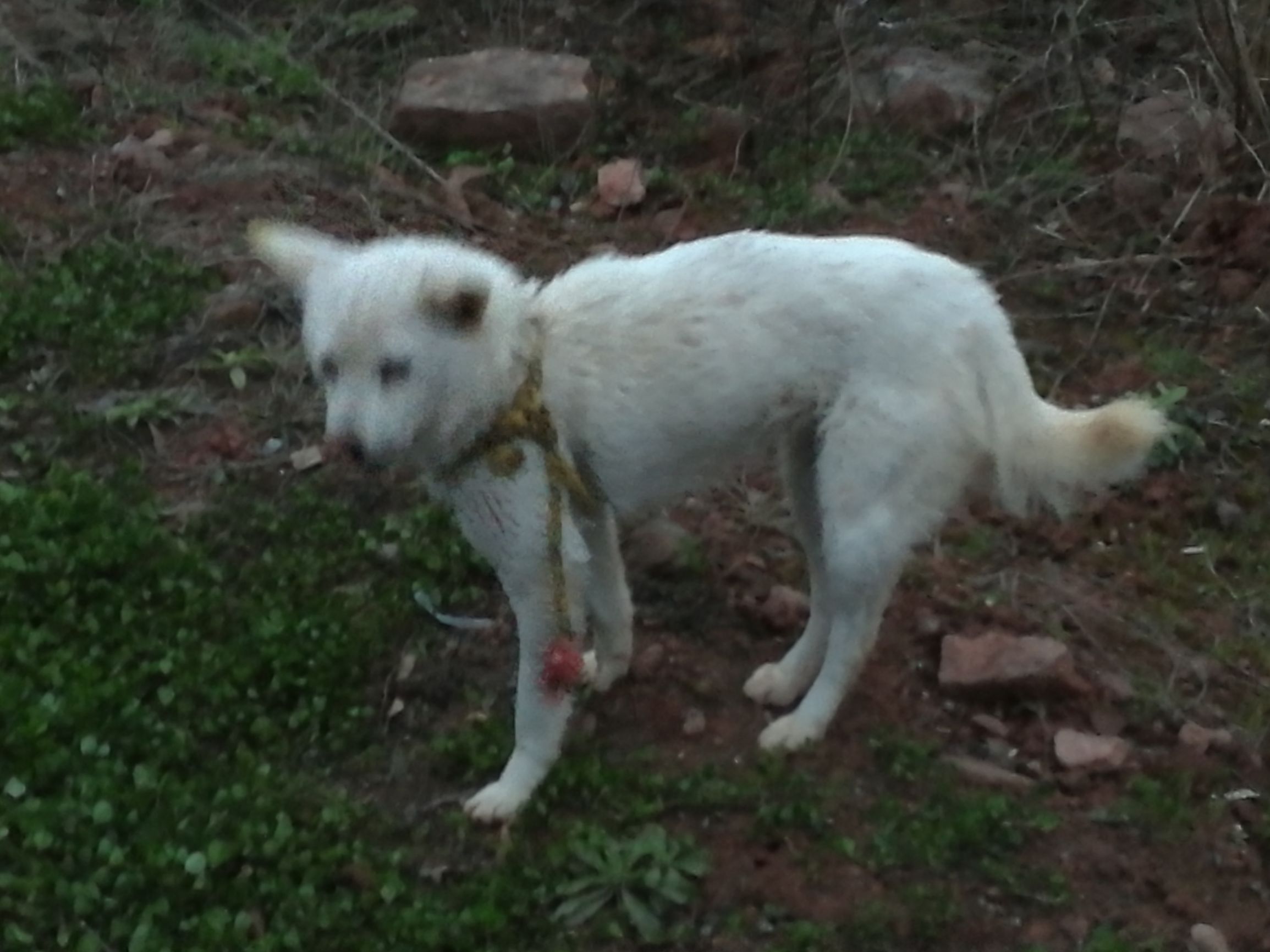 第六天，最艰辛的一日！「千里走单骑X2」广元—剑阁—柳沟镇！