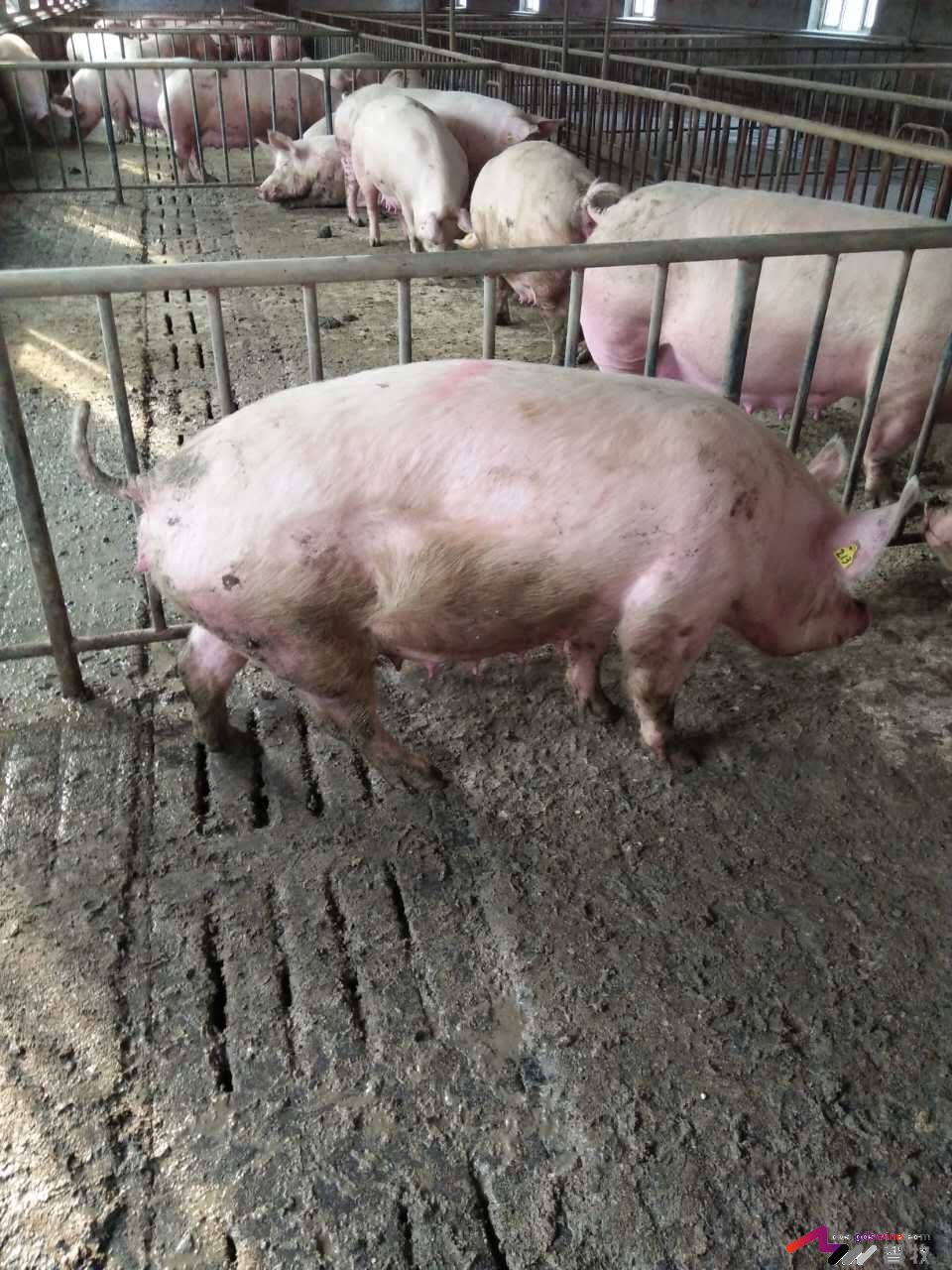 母猪犬坐的原因分析，多图-樊福好健康管理论坛-聊天全记录