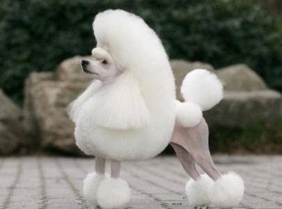贵宾犬的欧陆式造型有几个球,贵宾犬美容造型种类有哪些