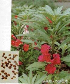 中草药图谱大全高清,中草药图片及名称