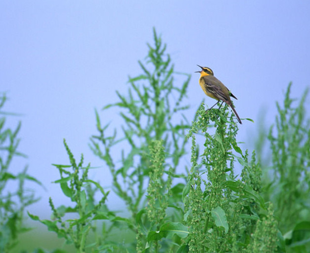 十首清明好诗词,杜牧代表作十首清明诗词