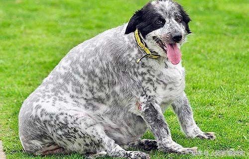 狗半仙跟你唠宠物，宠物营养之「疯狂的脂肪」