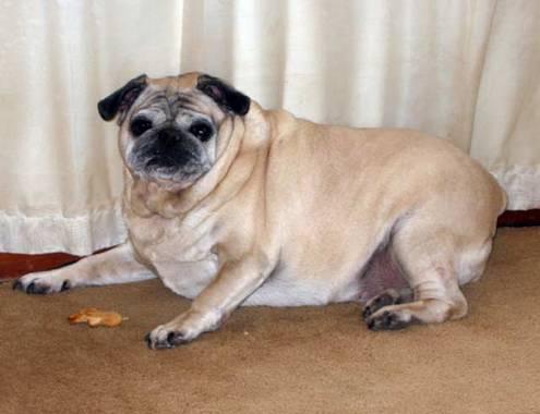 狗半仙跟你唠宠物，宠物营养之「疯狂的脂肪」