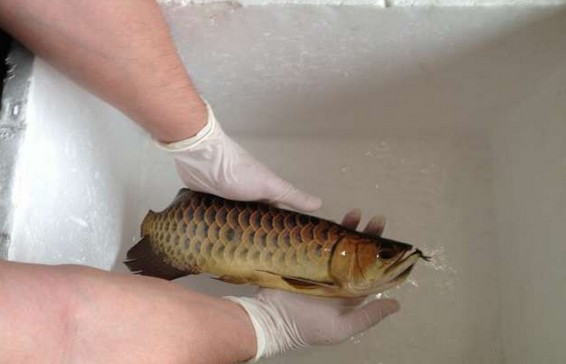 龙鱼腹鳍恢复过程,龙鱼拔鳞手术需要注意什么