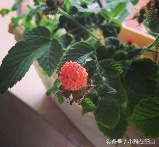 在自家阳台种草莓怎样种得更快,阳台种草莓怎样才能结果多