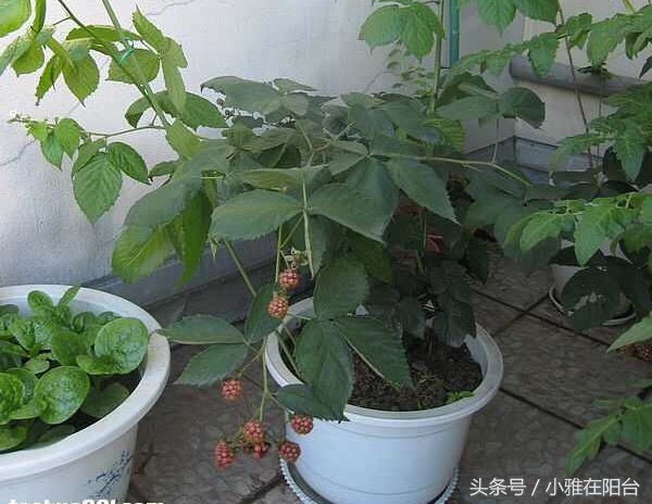 在自家阳台种草莓怎样种得更快,阳台种草莓怎样才能结果多