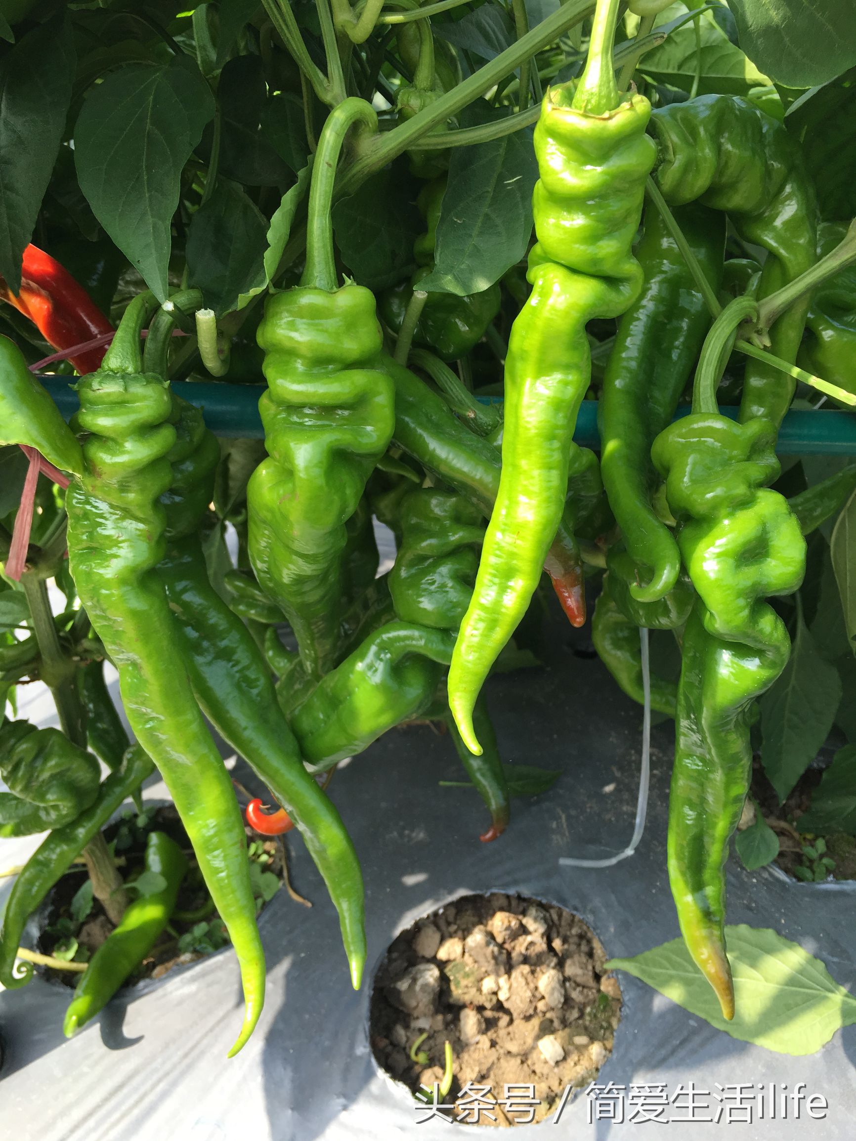 国内的蔬菜种子,比较好的蔬菜种子