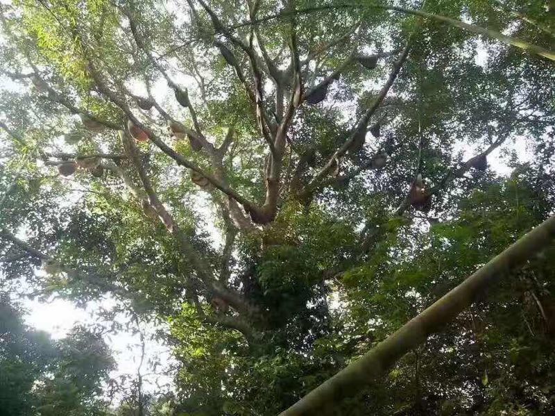 收野生土特产日记：带你去看看，老挝的原始山区！