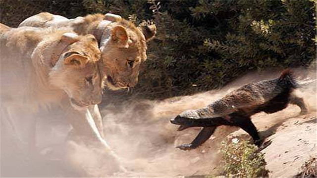 蜜獾平头哥日记,平头哥蜜獾越狱动画