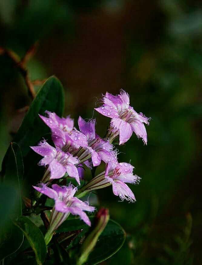 《本草》植物志之龙胆：唐朝的一场瘟疫，令它功成名就