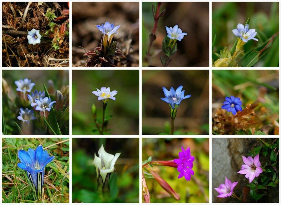 《本草》植物志之龙胆：唐朝的一场瘟疫，令它功成名就