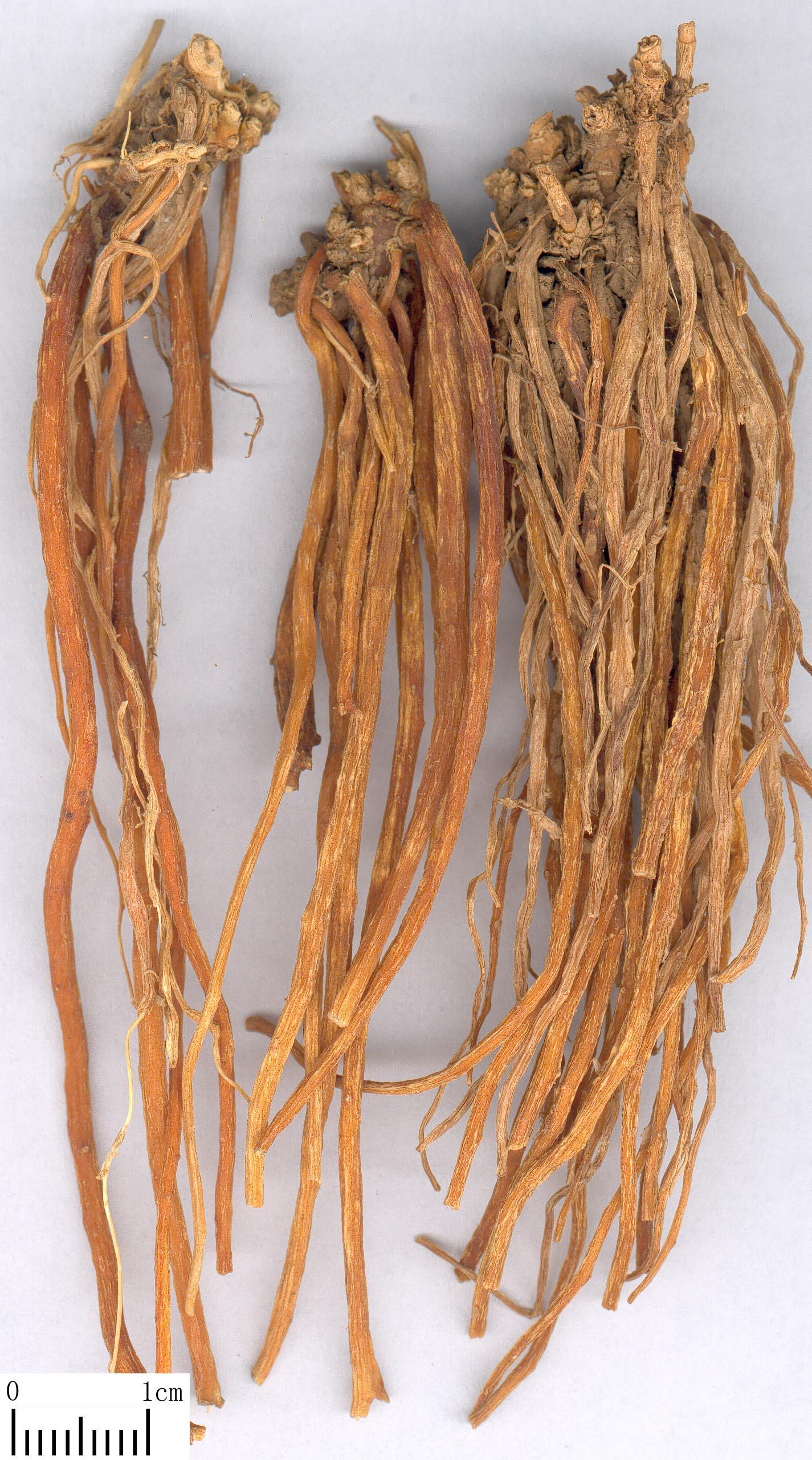 《本草》植物志之龙胆：唐朝的一场瘟疫，令它功成名就