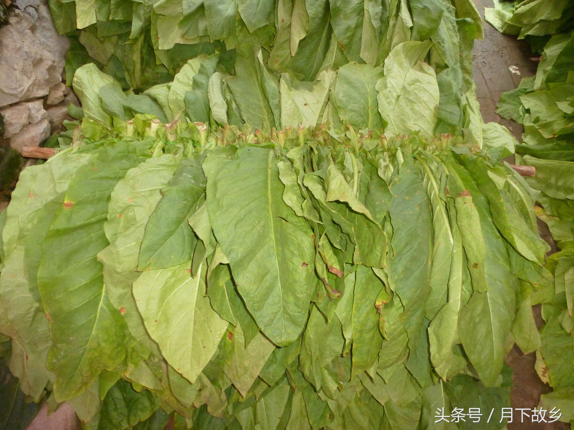 祥云县白族集中地,你所不知道的云南英文版