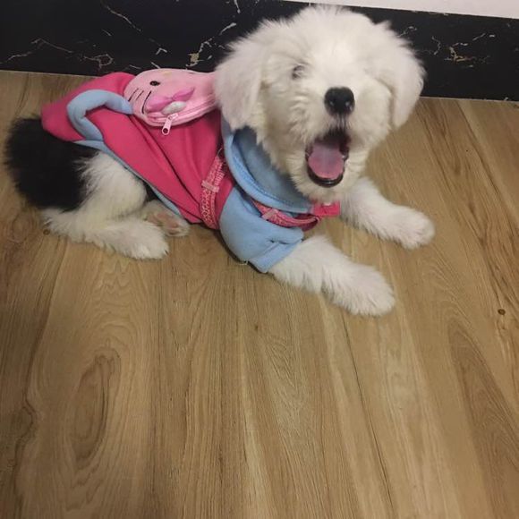 去狗市,1300元买下这只未满两月的古牧,我们的噩梦就开始了