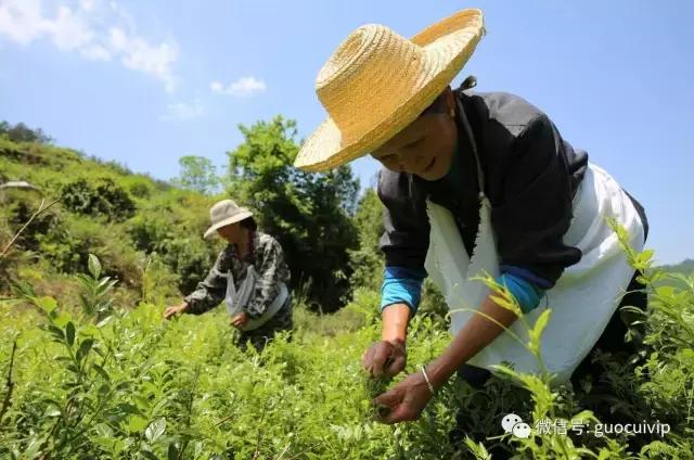 湘西土家莓茶的传说和由来简介,土家神茶茅岩莓湖南张家界