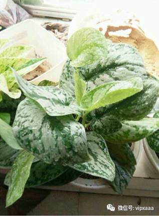 绿萝叶子偏黄的原因及解决方法,绿萝叶子都黄了是什么原因造成的