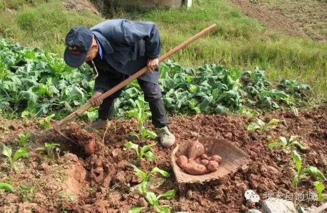 农村这些农活，做过5个的顶起，特别是第七个！