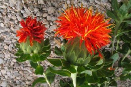 益母草白花和红花区别,红花和西红花的区别