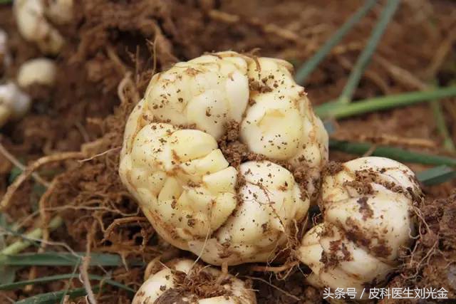 读故事,学中药——能治痨伤咳血的“大蒜头”——百合