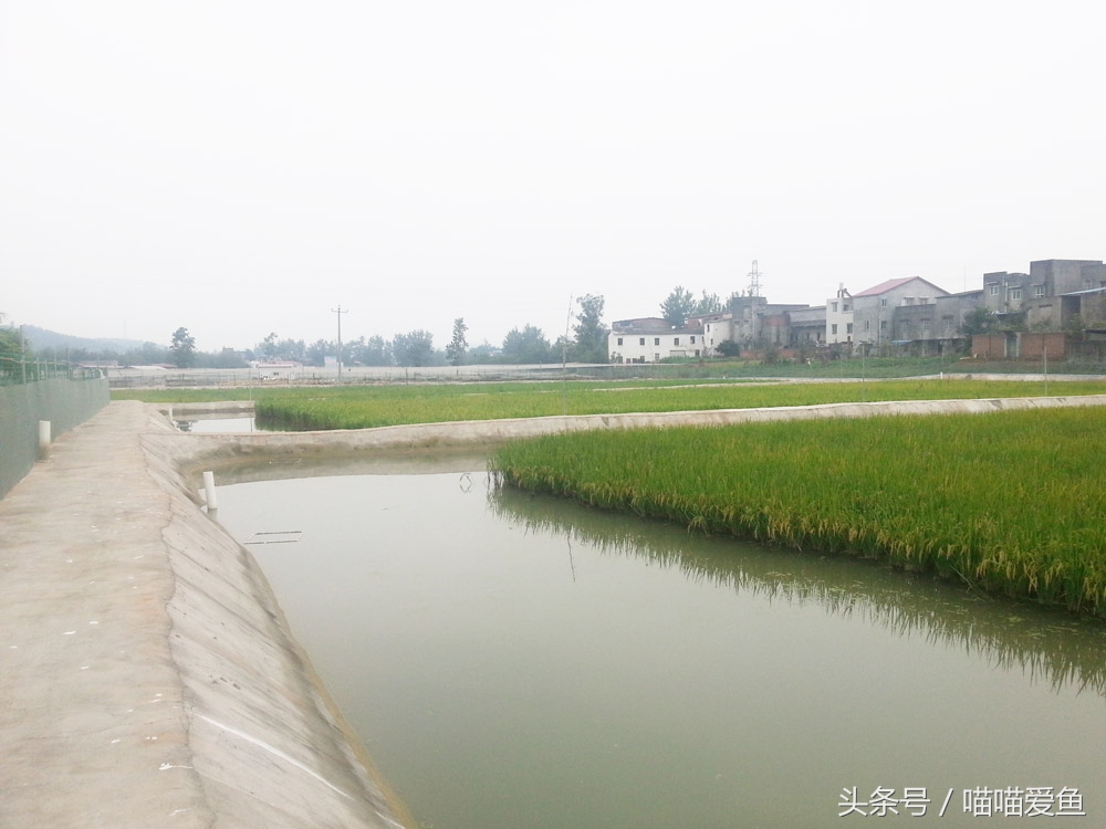 聚焦三农养殖泥鳅,泥鳅农业养殖致富项目