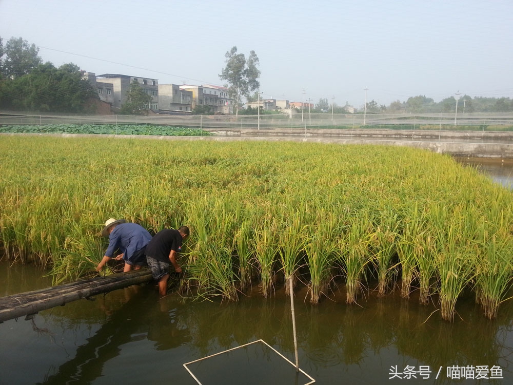 聚焦三农养殖泥鳅,泥鳅农业养殖致富项目