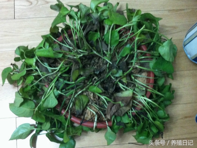 花卉叶子变黄枯萎怎么治疗视频,叶子发黄的盆栽该怎么办