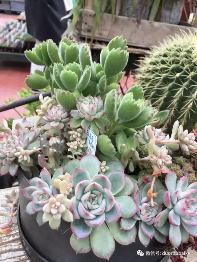 走进多肉园视频,走进日本的南瓜种植