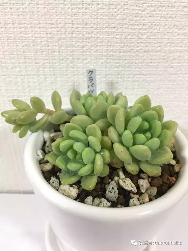 走进多肉园视频,走进日本的南瓜种植