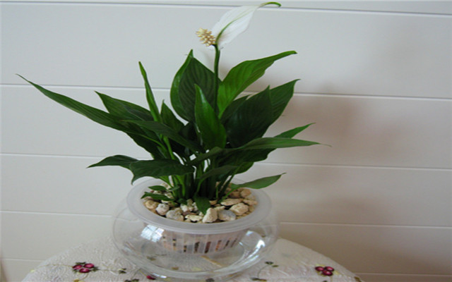 滴水观音是水培植物吗,滴水观音的种植步骤图片大全