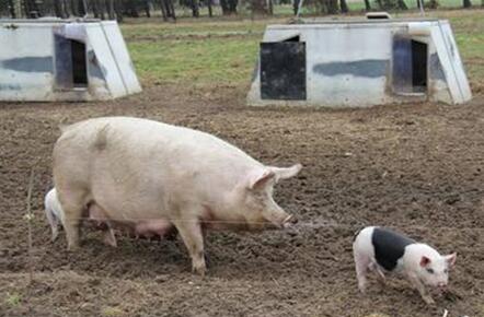 母猪炎症塞药,母猪产道炎症特效药