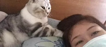 猫咪磕掉一点牙,猫咪磕掉半颗牙