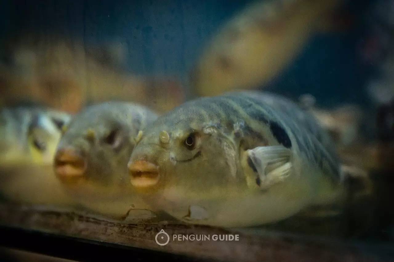 江鲜春季,春天江鲜