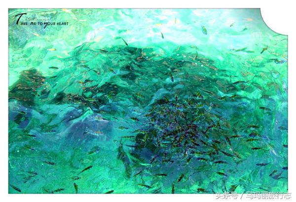 普吉岛pp岛一日游如何选择,普吉pp岛详细攻略