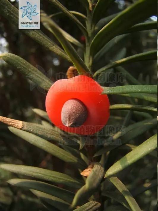 脱毒红豆杉,红豆杉解毒