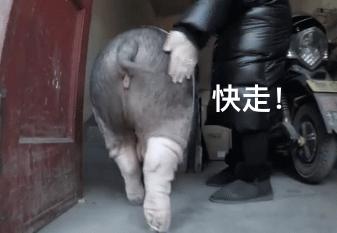 可以当宠物养的猪,猪当宠物养